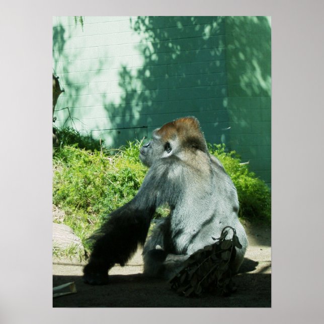 Póster Gorila Pendiente (Frente)