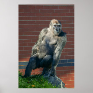 Póster Gorila Sentado En Una Roca