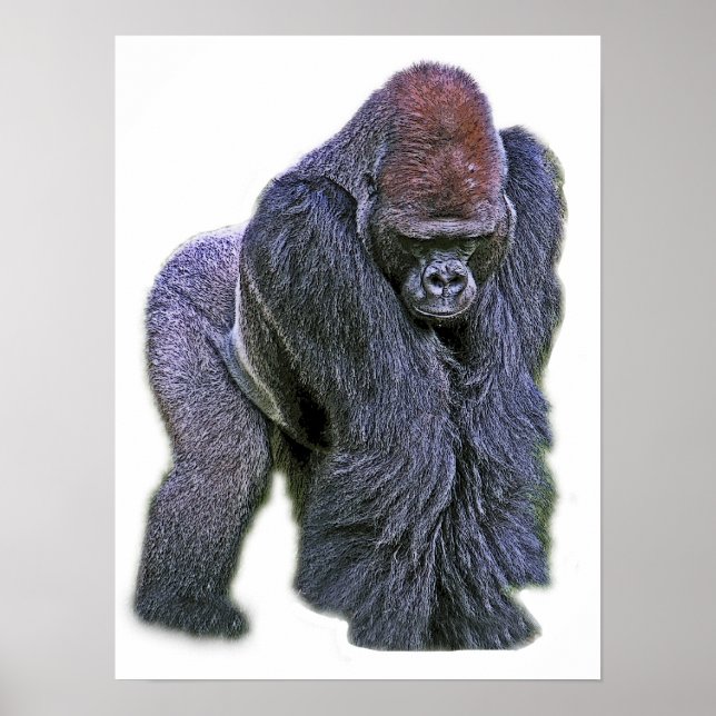 Póster Gorila silverback, espalda blanca (g2p2) (Frente)