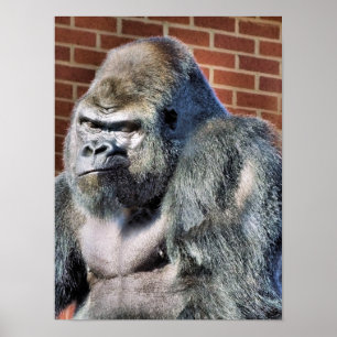 PÓSTER GORILLA