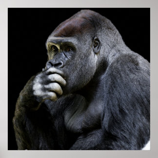 Póster Gorilla