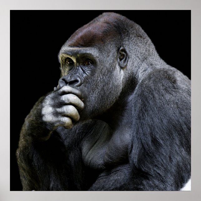 Póster Gorilla (Frente)