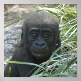Póster gorilla-baby10x10