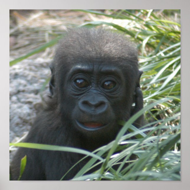 Póster gorilla-baby10x10 (Frente)