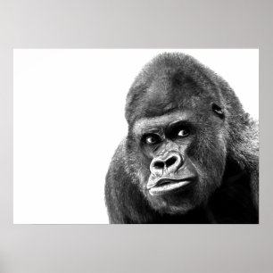 Póster Gorilla blanca negra