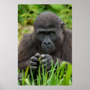 Póster Gorilla de bebé