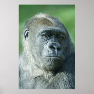 Póster Gorilla Face
