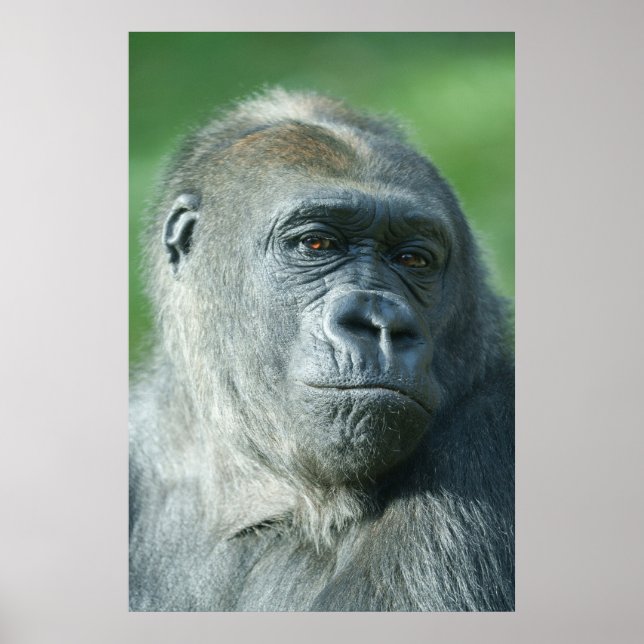 Póster Gorilla Face (Frente)