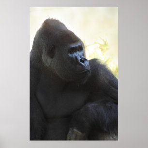 Póster Gorilla Gaze Poster -40x60 -other sizes available