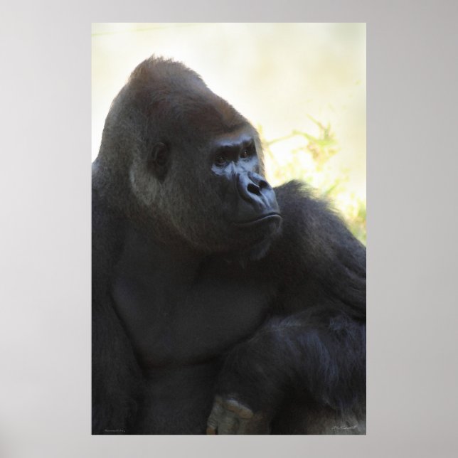Póster Gorilla Gaze Poster -40x60 -other sizes available (Frente)