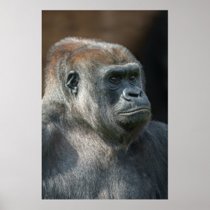 Póster Gorilla Ozala