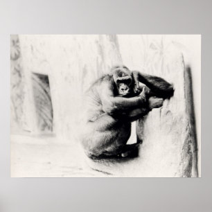 Póster Gorilla Pose