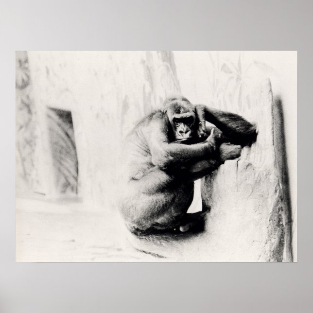 Póster Gorilla Pose (Frente)