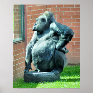 PÓSTER GORILLAS