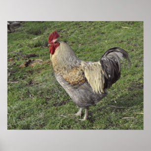 Póster gorjal transversal de sussex ligero