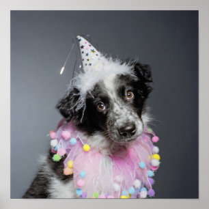 Póster Gorra que lleva del perrito del border collie