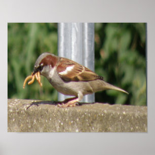 Póster Gorrión codicioso con muchas larvas de insecto Imp