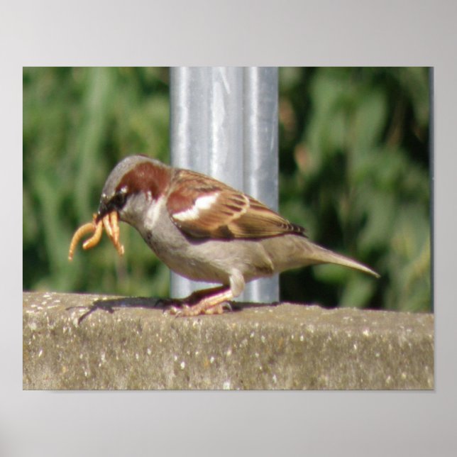 Póster Gorrión codicioso con muchas larvas de insecto Imp (Frente)