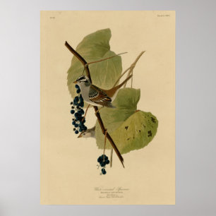 Póster Gorrión coronado blanco