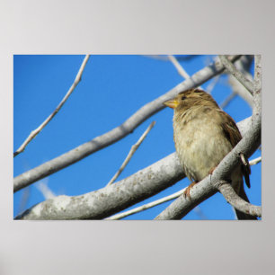 Póster Gorrión lindo