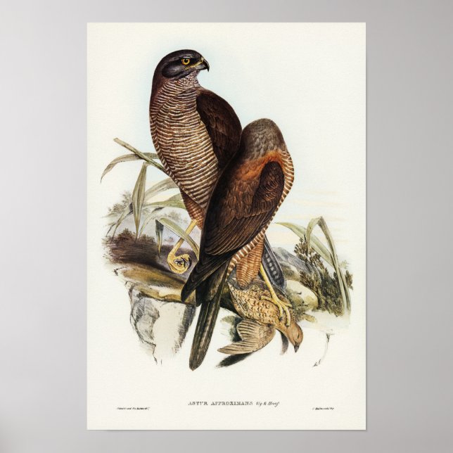 Póster Goshawk australiano por Elizabeth Gould (Frente)