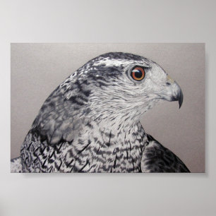 Póster Goshawk septentrional