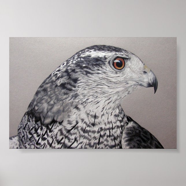 Póster Goshawk septentrional (Frente)