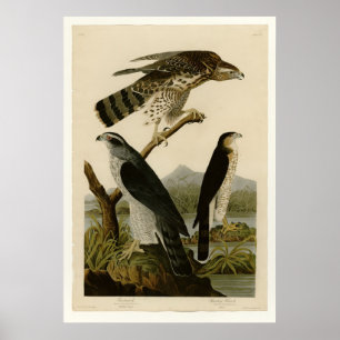 Póster Goshawk y Stanley Hawk