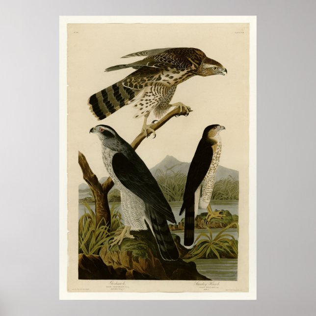 Póster Goshawk y Stanley Hawk (Frente)