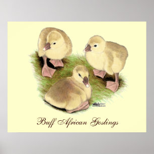 Póster Goslings: Buff African