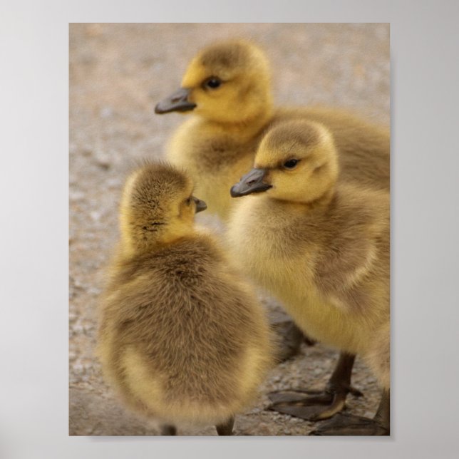 Póster Goslings Getese Goslings de bebé difuso adorable d (Frente)