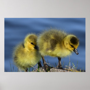 Póster Goslings in Spring