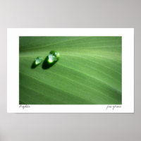 gotas