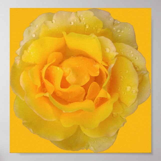 Póster Gotas de agua de rosa amarilla romántica (Frente)