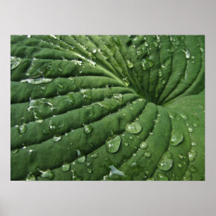 Póster Gotas de agua en el poster de la hoja del Hosta