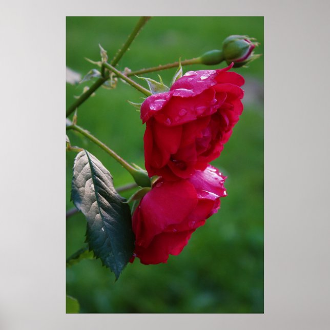 Póster Gotas de la lluvia (Frente)