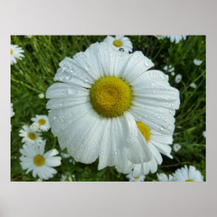 Póster Gotas de lluvia en Daisy I Floral
