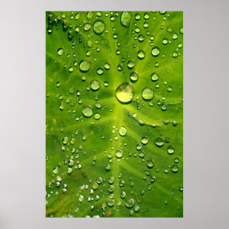 Póster Gotas de lluvia en hojas de taro