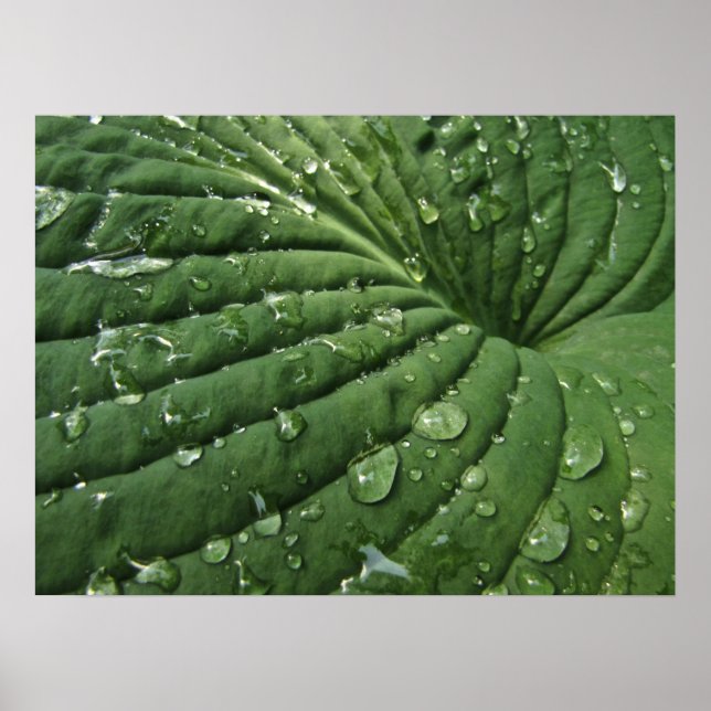 Póster Gotas de lluvia en Hosta Leaf Poster (Frente)