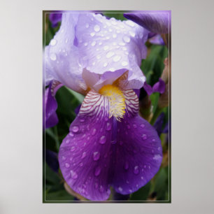 Póster Gotas de lluvia en Iris