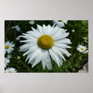 Póster Gotas de lluvia en la flor de margarita II