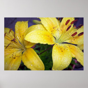 Póster Gotas de lluvia en Lilies Lilly Flowers Amarillo