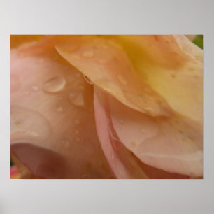 Póster Gotas de lluvia en Petales Rosas Floral rosa pálid