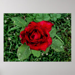 Póster Gotas de lluvia en una rosa roja