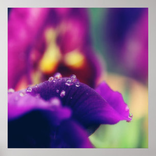 Póster Gotas de lluvia sobre el resumen de la macro Petal