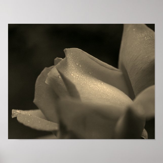 Póster Gotas De Lluvia Sobre Rosebud En La Tinta De Sepia (Frente)