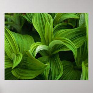 Póster Gotas de rocío en un Helabore falso