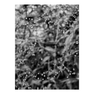 Póster Gotas hermosas en hilos de telaraña