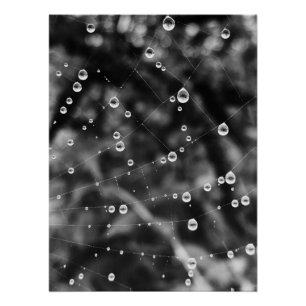 Póster Gotas hermosas en hilos de telaraña