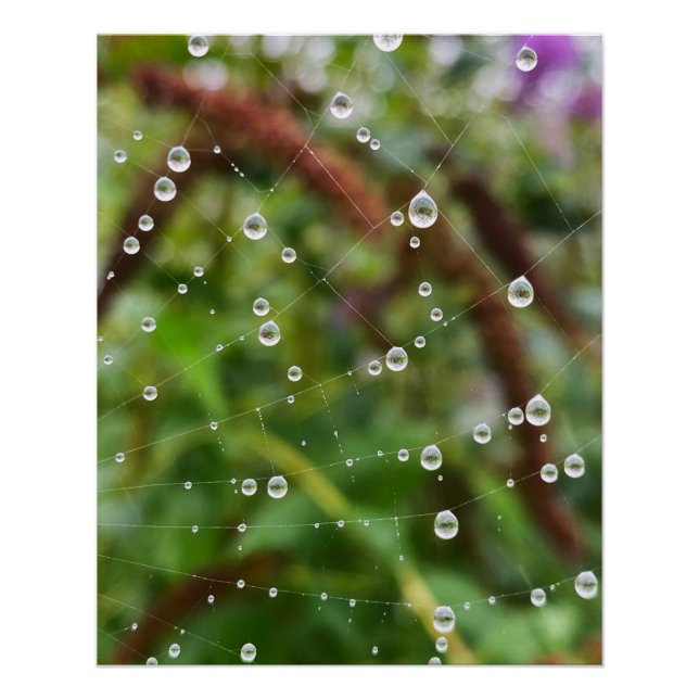 Póster Gotas hermosas en hilos de telaraña (Anverso)